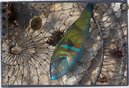 greek islands sailing